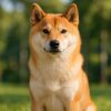 Shiba Inu SHIB logo